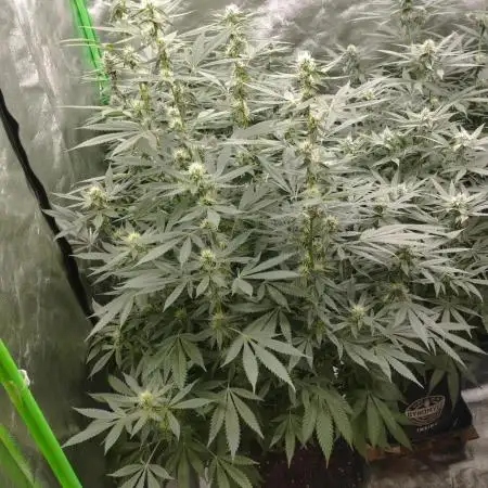 PMK (tester) - Dutch Passion