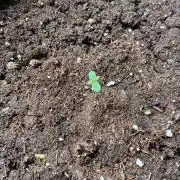 Tropicanna Poison XL Auto #2