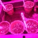 Dinafem Kush n Cheese Fems