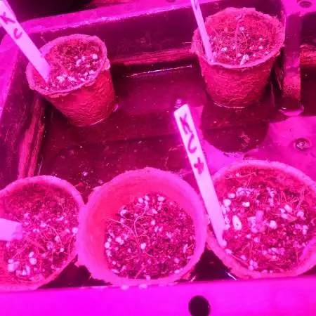 Dinafem Kush n Cheese Fems