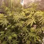Bubble Kush