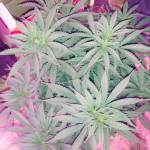 First leagl grow in the 405