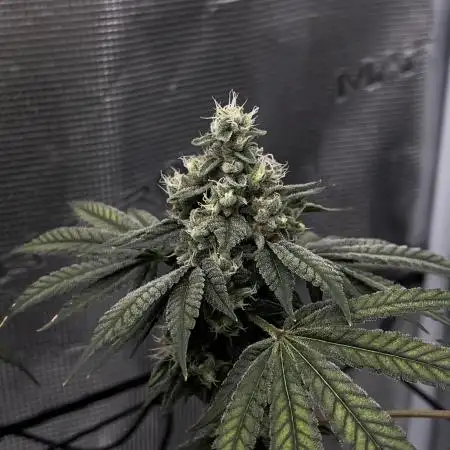 Supreme Diesel