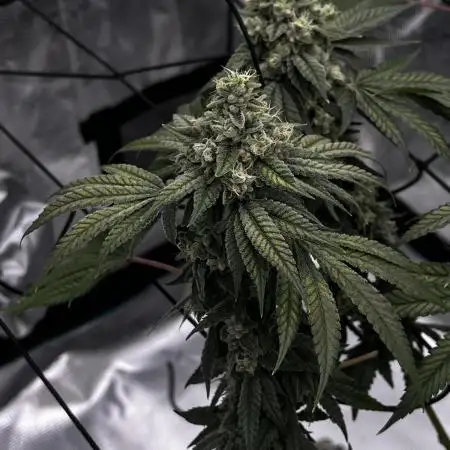 Supreme Diesel