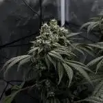 Supreme Diesel