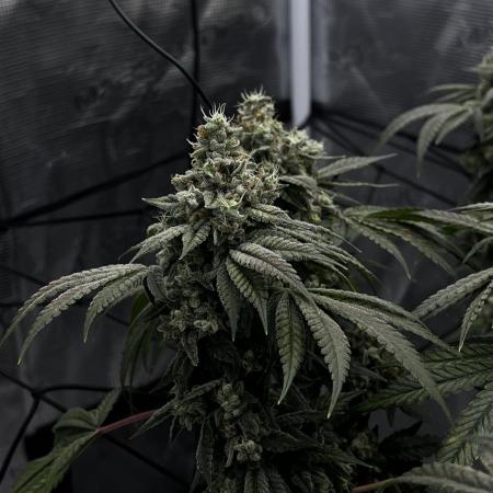 Supreme Diesel