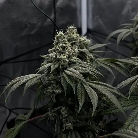 Supreme Diesel