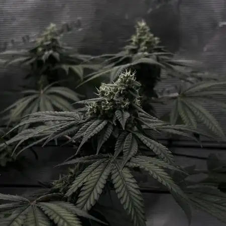 Supreme Diesel