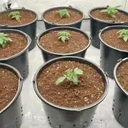 Super Lemon Haze x RS11