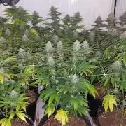 Tutti Frutti Grow
