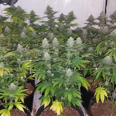 Tutti Frutti Grow