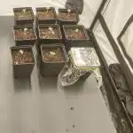 Tutti Frutti Grow
