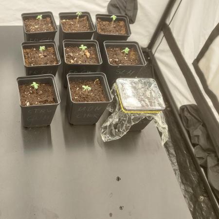 Tutti Frutti Grow