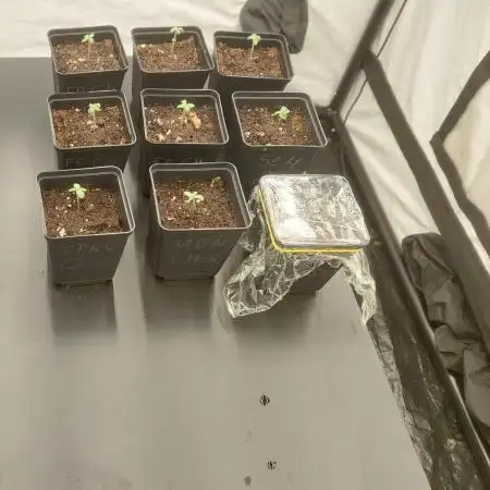 Tutti Frutti Grow