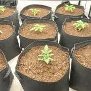 Super Critical by Greenhouse seeds