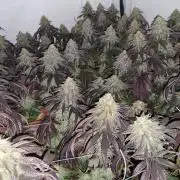 Super Lemon Haze x RS11