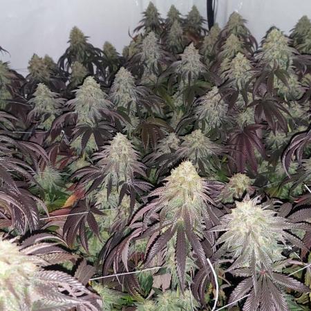 Super Lemon Haze x RS11