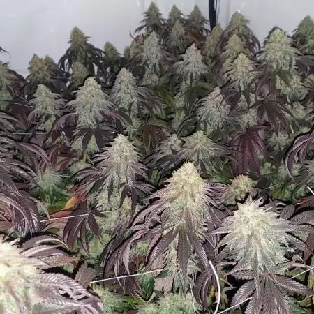 Super Lemon Haze x RS11