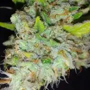 Special Queen 1 Grow