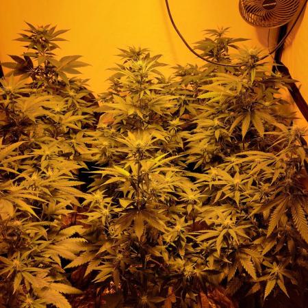 Special Queen 1 Grow