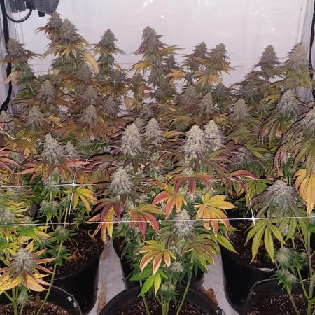 Tutti Frutti Grow