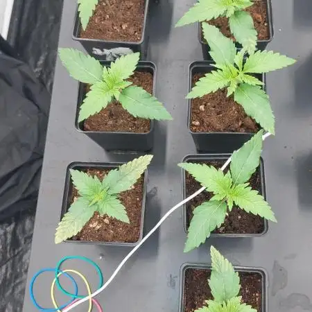 Special Queen 1 Grow