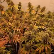 Tutti Frutti Grow