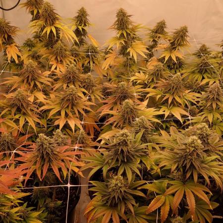 Tutti Frutti Grow