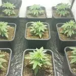 Special Queen 1 Grow