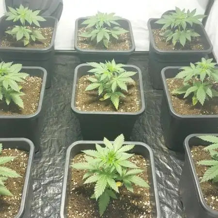 Special Queen 1 Grow