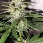 Fullgas by Greenhouse seeds