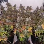 Tutti Frutti Grow