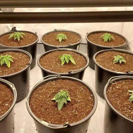 Tutti Frutti Grow