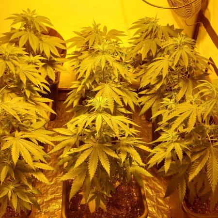 Special Queen 1 Grow