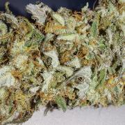 Super Critical by Greenhouse seeds