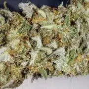 Super Critical by Greenhouse seeds