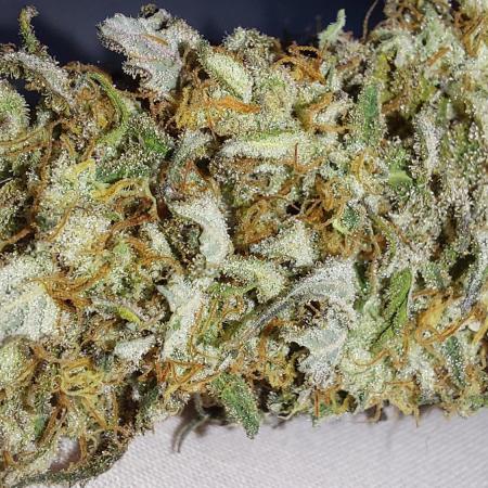 Super Critical by Greenhouse seeds