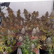 Tutti Frutti Grow