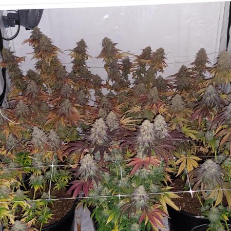 Tutti Frutti Grow