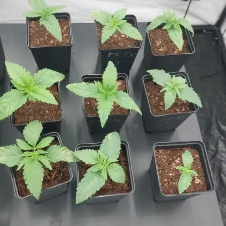 Tutti Frutti Grow