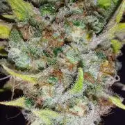 Special Queen 1 Grow