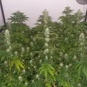 Special Queen 1 Grow