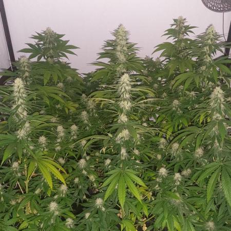 Special Queen 1 Grow