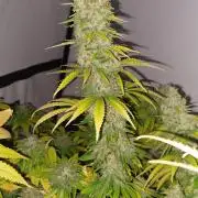 Special Queen 1 Grow
