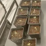 Special Queen 1 Grow