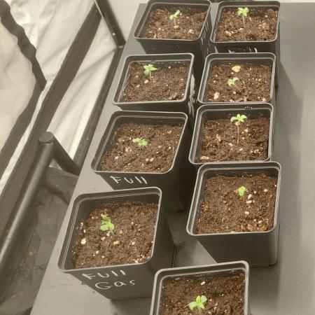 Special Queen 1 Grow