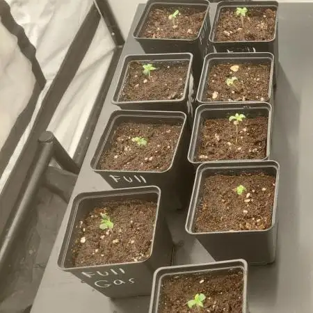 Special Queen 1 Grow