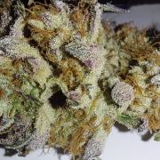 Super Lemon Haze x RS11