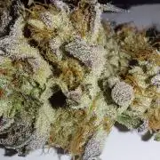 Super Lemon Haze x RS11