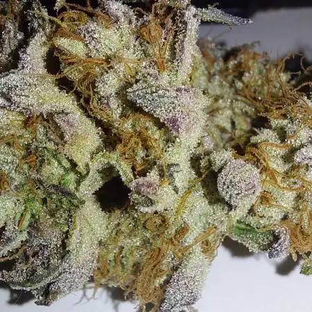 Super Lemon Haze x RS11